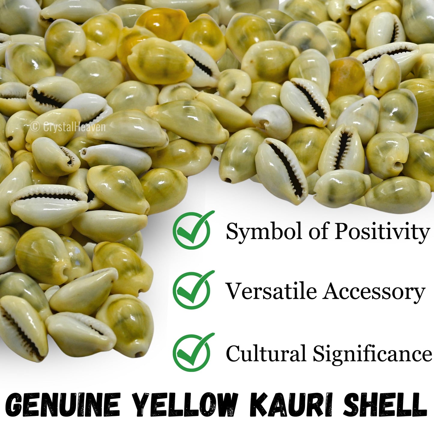 Kodi Cowrie Shells (Pack of 100) – For Wealth, Vastu & Traditional Remedies