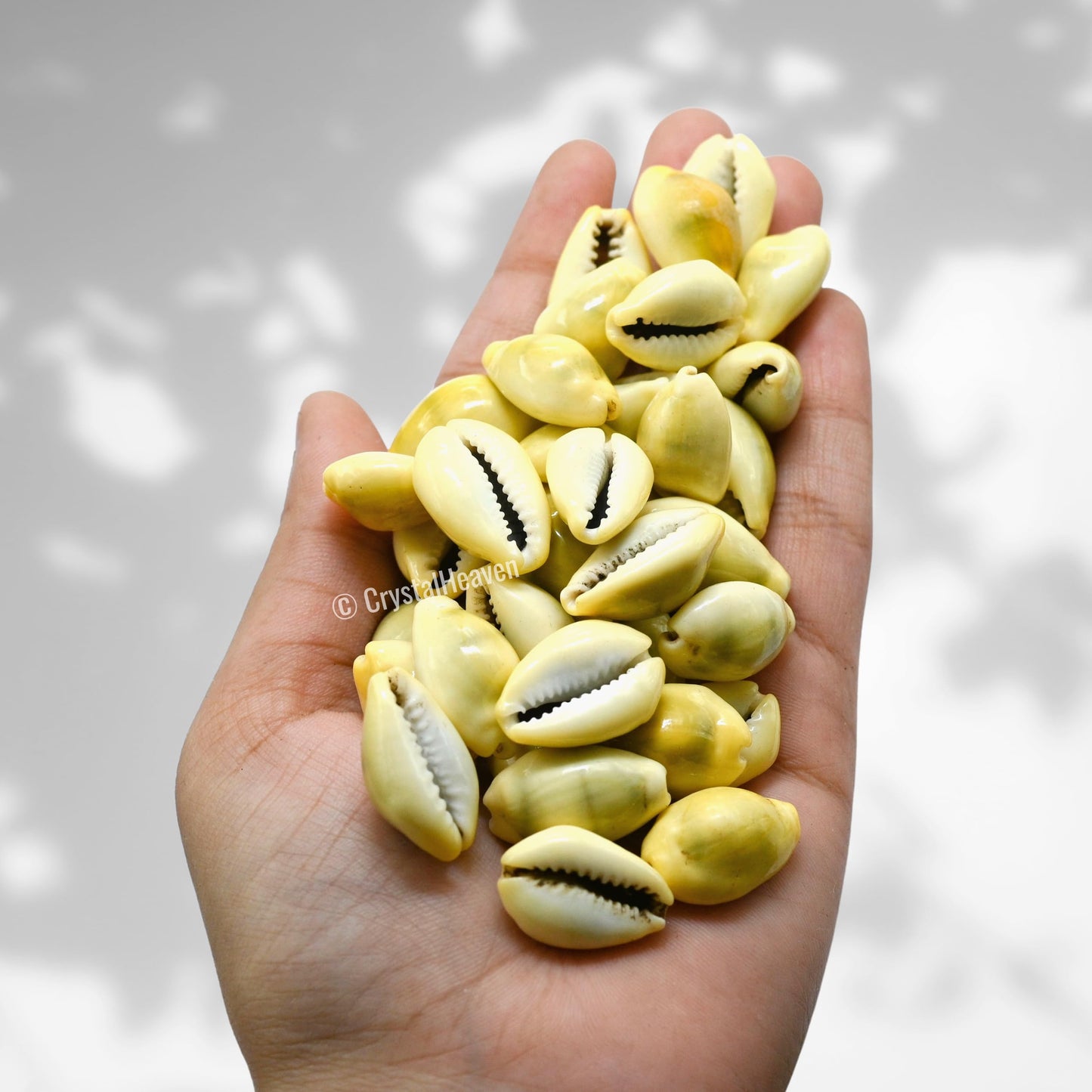 Kodi Cowrie Shells (Pack of 100) – For Wealth, Vastu & Traditional Remedies