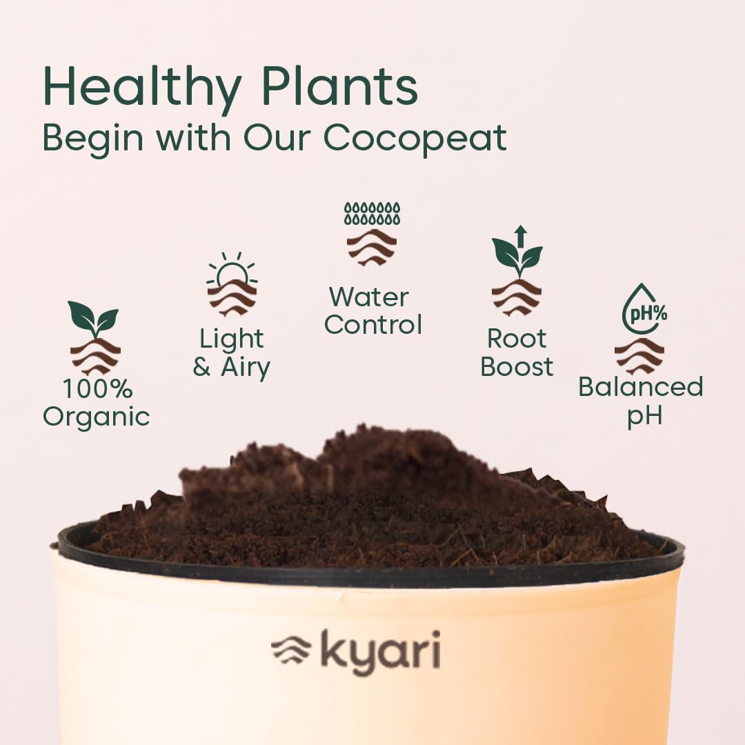 KYARI Combo of 4 Lucky Plants – Money, Snake & Jade with Pots