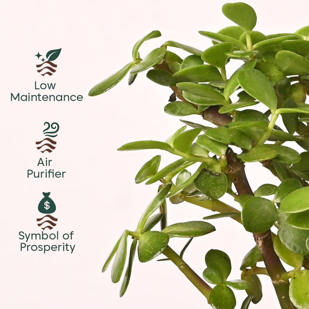 KYARI Combo of 4 Lucky Plants – Money, Snake & Jade with Pots