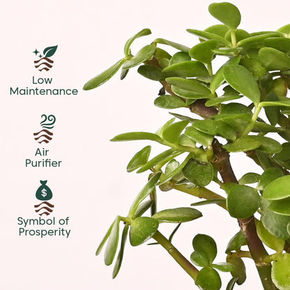 KYARI Combo of 4 Lucky Plants – Money, Snake & Jade with Pots