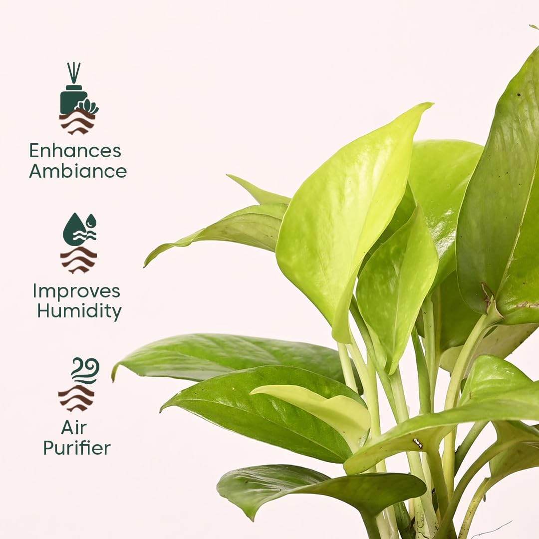 KYARI Combo of 4 Lucky Plants – Money, Snake & Jade with Pots