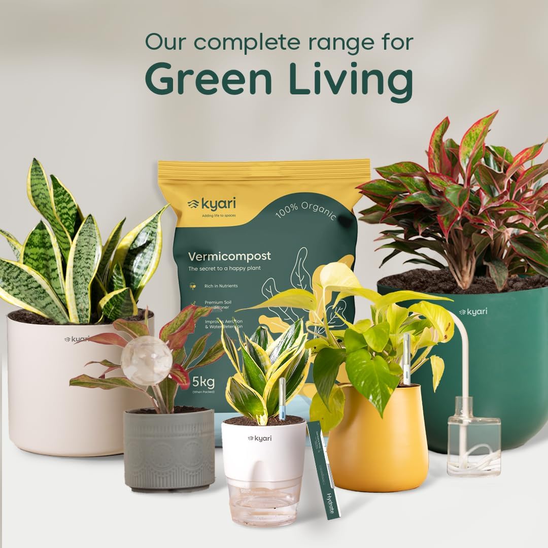 KYARI Combo of 4 Lucky Plants – Money, Snake & Jade with Pots