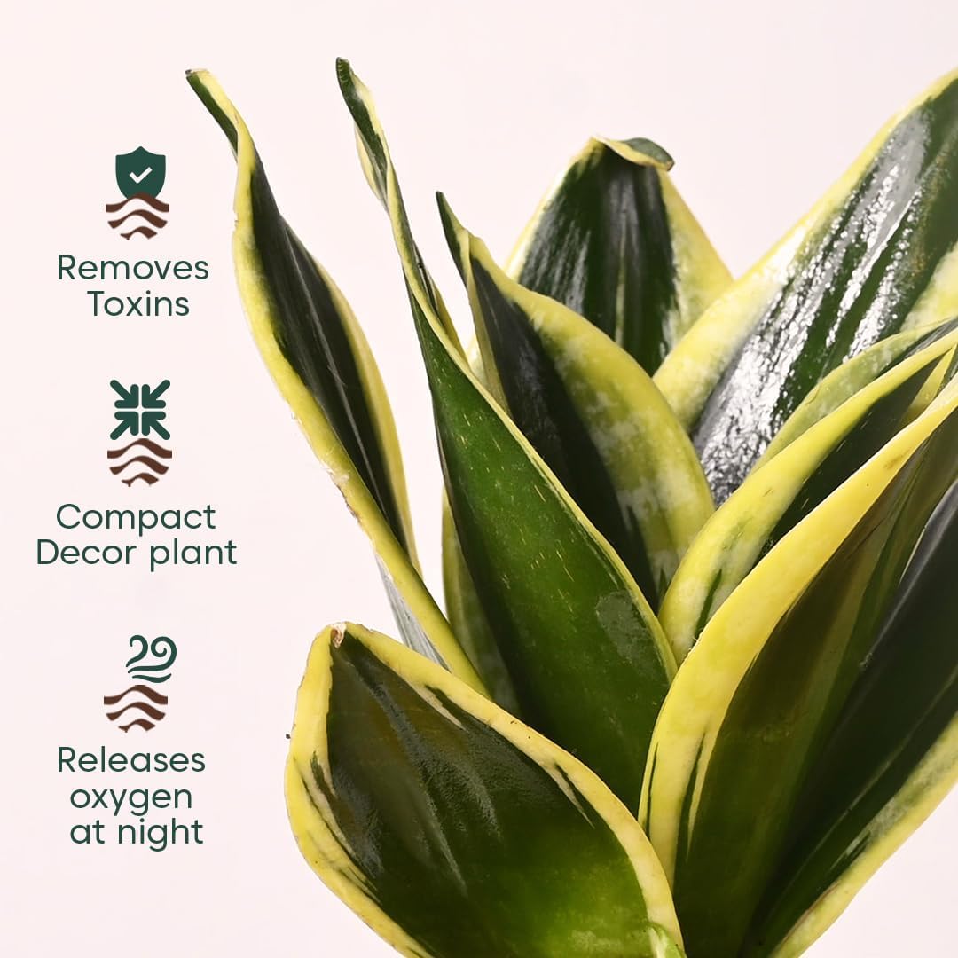 KYARI Combo of 4 Lucky Plants – Money, Snake & Jade with Pots