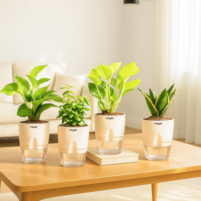 KYARI Combo of 4 Lucky Plants – Money, Snake & Jade with Pots