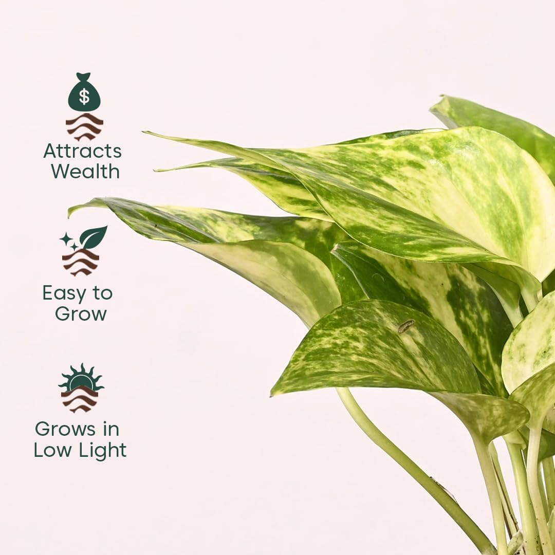 KYARI Combo of 4 Lucky Plants – Money, Snake & Jade with Pots