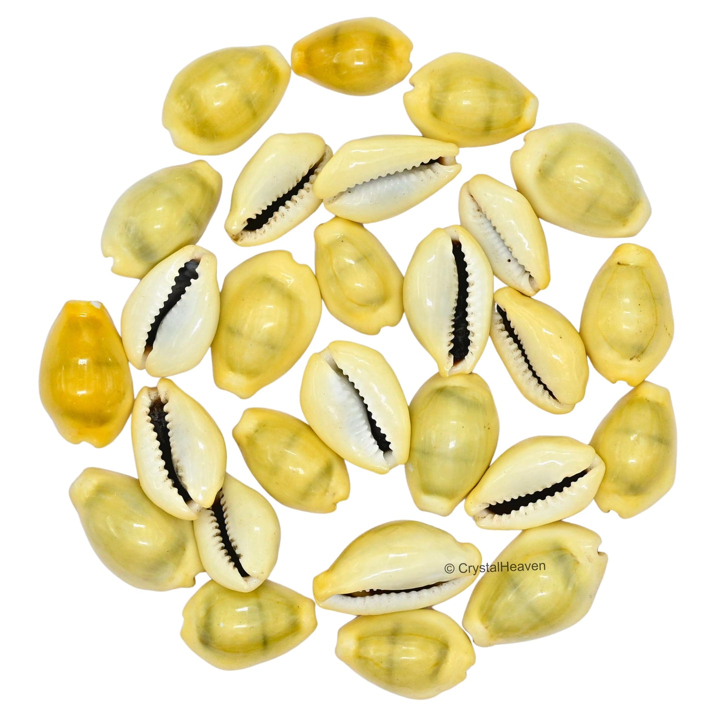 Kodi Cowrie Shells (Pack of 100) – For Wealth, Vastu & Traditional Remedies