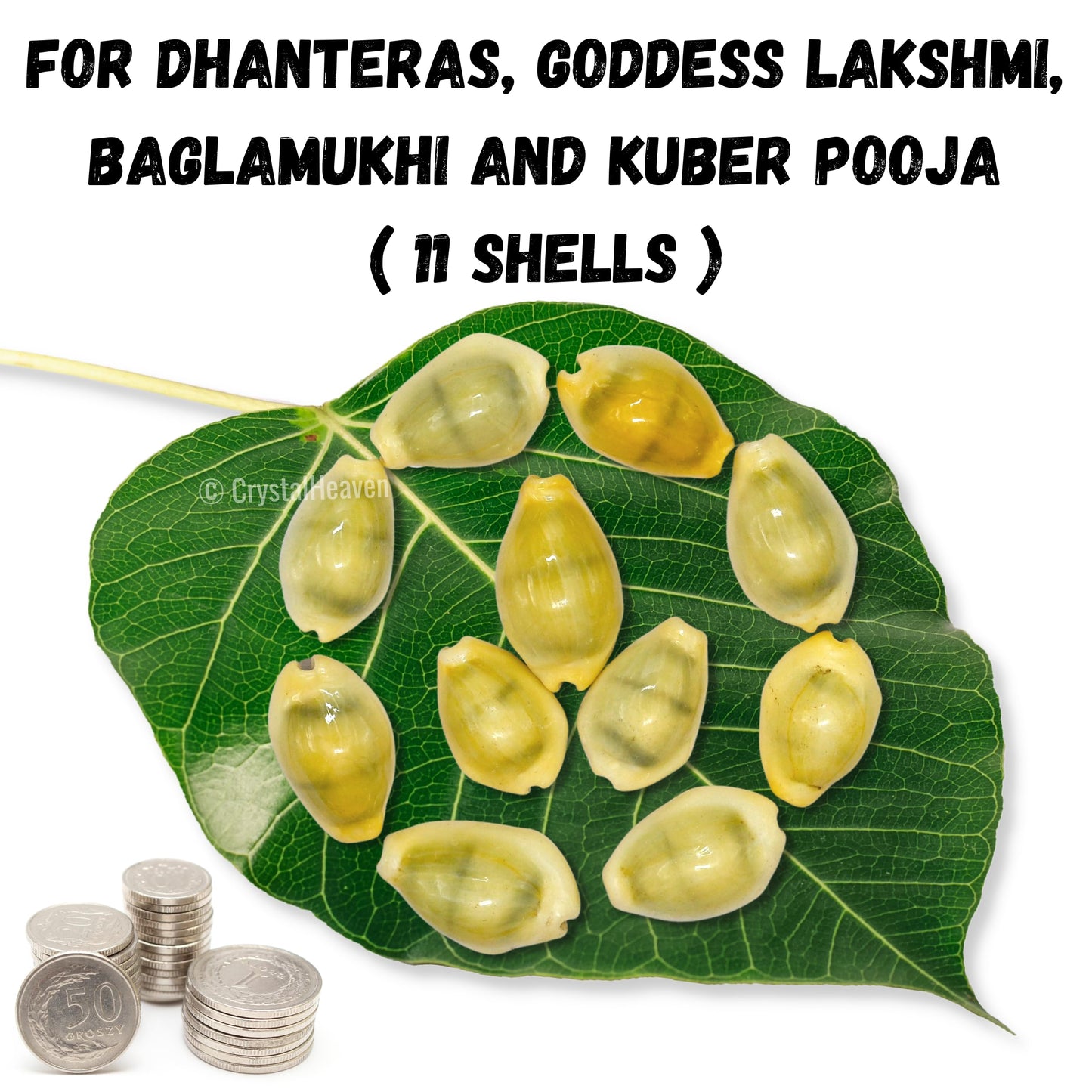 Kodi Cowrie Shells (Pack of 100) – For Wealth, Vastu & Traditional Remedies