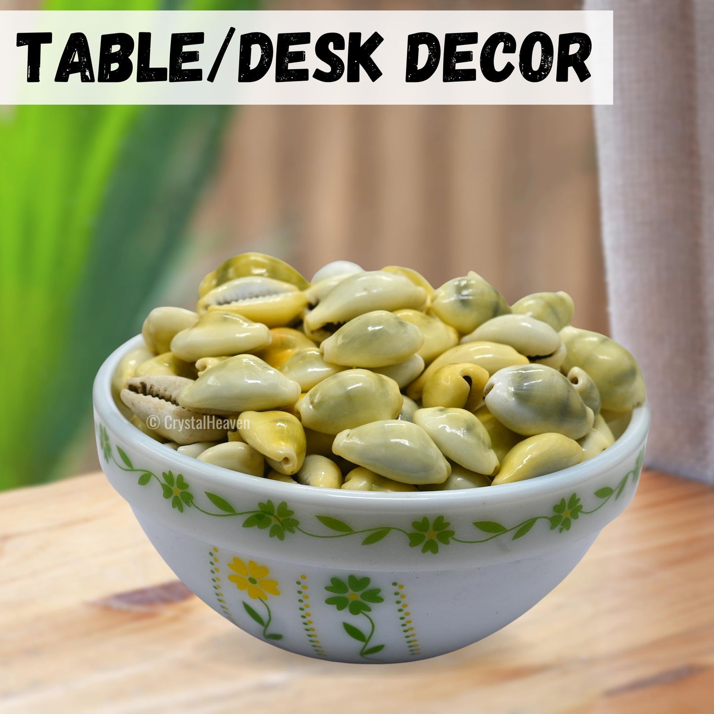Kodi Cowrie Shells (Pack of 100) – For Wealth, Vastu & Traditional Remedies